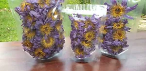 Sacred Lotus Flower Seeds - Grow Your Own Tranquility - Buy Online at Nilgiri Stores