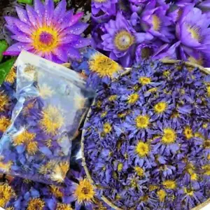 Vibrant Lotus Aquatic Plant for Indoor & Outdoor – Easy-Care Decorative - Buy Online at Nilgiri Stores